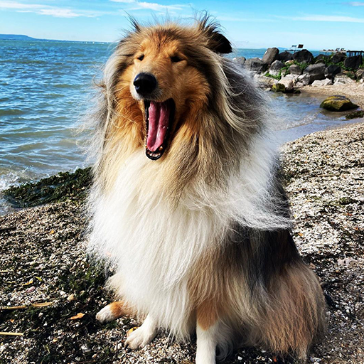 Collie Wallpapers logo