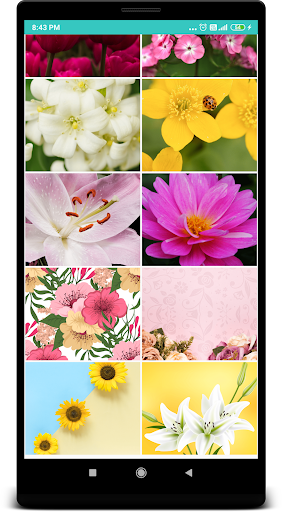 Flower Wallpaper