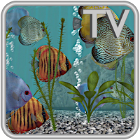 Discus Fish Aquarium TV Live