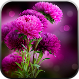 Live Wallpaper - Flowers icon