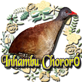 Canto do Inhambu Chororó icon