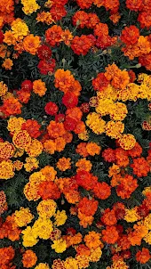 Marigold Wallpapers