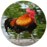 Rooster sounds icon