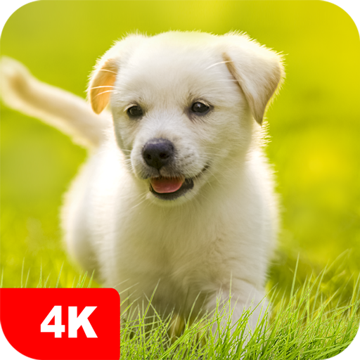 Puppy Wallpapers 4K  Icon