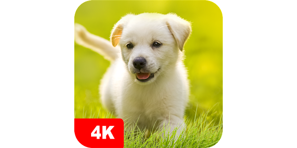 Puppy Wallpapers 4K - Apps on Google Play