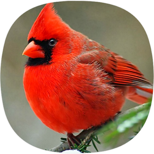 Cardinal Birds Sounds logo