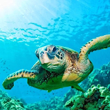 Sea Turtle Wallpapers icon