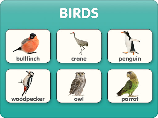 Animal flashcards with video