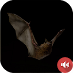 Cover Image of Download Bat Sounds 1.0 APK