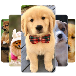 Icon image Cute Puppy HD Wallpaper
