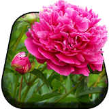 Lovely Flowers Live Wallpaper icon
