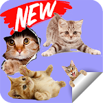 Cover Image of Descargar Sticker de Gatos Tiernos  APK