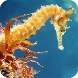 Seahorse Pack 2 Live Wallpaper icon