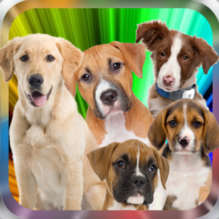 Guess dog breed apk