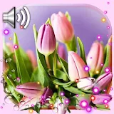 Spring Tulips lwp icon