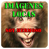 Imagenes locas icon