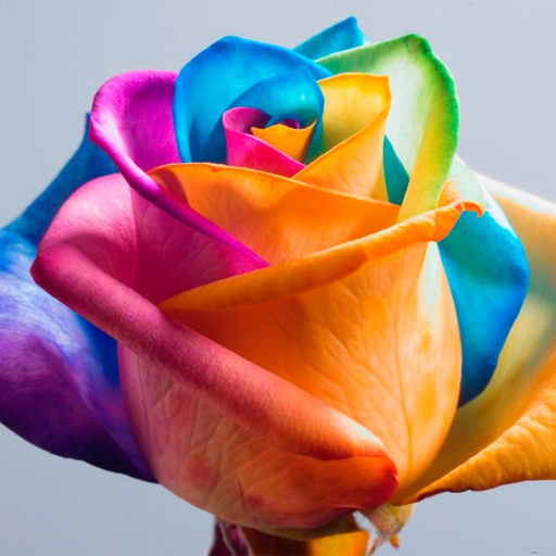Happy Roses Live Wallpaper logo
