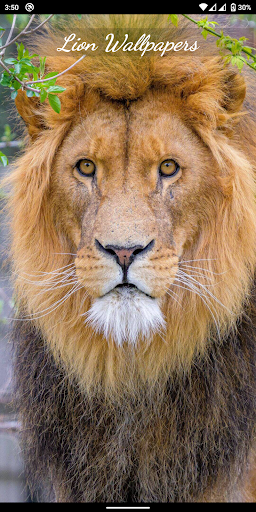 Android application Lion Wallpapers 4K Backgrounds screenshort