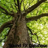 Tree Sounds 2 icon