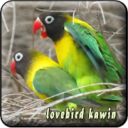 Pancingan Suara Lovebird Kawin