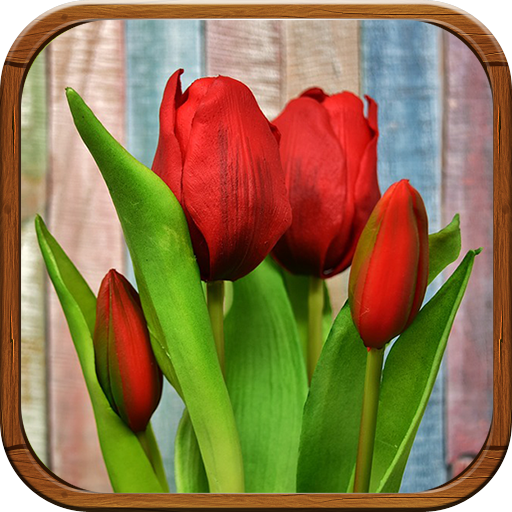 Tulipanes de Colores Fondos, I – Google Play ilovalari