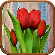 Tulipanes de Colores Fondos, Imágenes