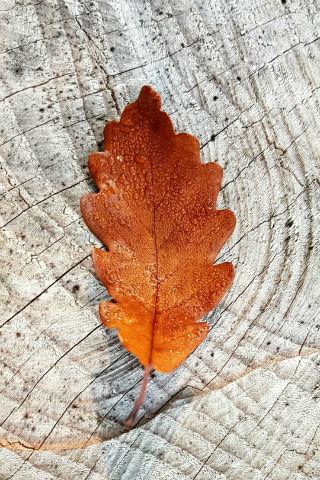 Autumn Wallpapers Screen 2