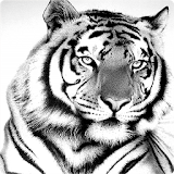 White Tiger Simulator icon