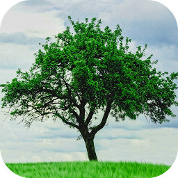 Icon image Tree Wallpapers