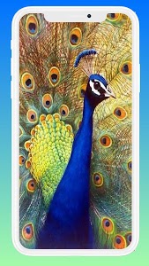Beautiful Peacock Wallpaper Unknown