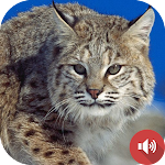 Cover Image of Download Bobcat Sounds  APK