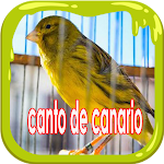 Cover Image of डाउनलोड MÚSICA PARA CANARIOS 1.0.0 APK