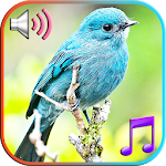 Birds Sounds Ringtones Apk