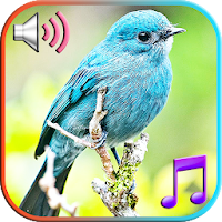 Птицы звуки и мелодии
