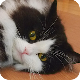 Lovely Cat Puz Vol.2 icon
