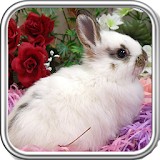 Bunny Wallpaper icon