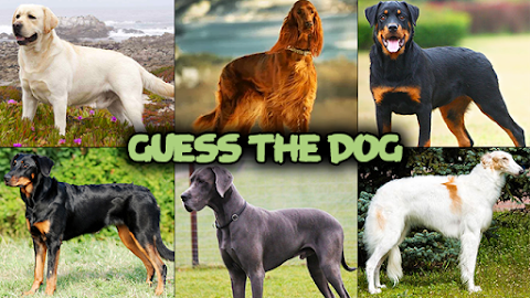 Dog quiz gameのおすすめ画像4