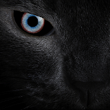 Black cat eyes live wallpaper icon