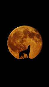 wolf howling wallpaper 1.006 APK + Mod (Free purchase) for Android