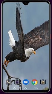 Eagle Wallpaper 1.04 APK screenshots 13