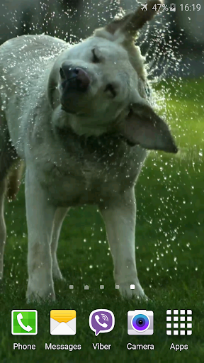 Funny Dog Video Live Wallpaper Screen 3