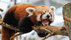 Red Panda. Animals Wallpaperのおすすめ画像3