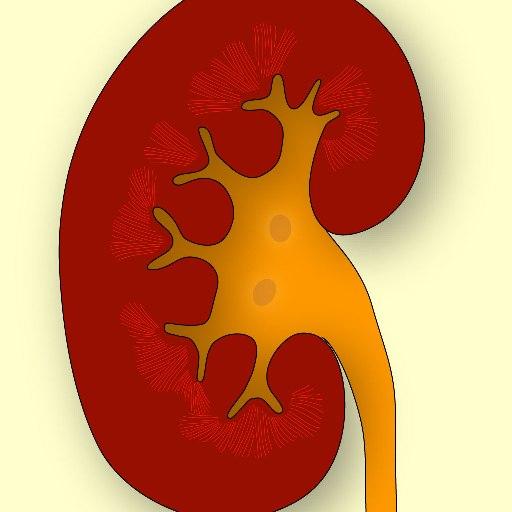 Medical Terminology Quiz 1.3 Icon