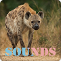 Hyena Sound Ringtones