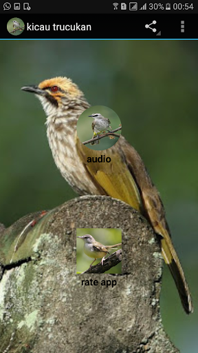 Kicau Trucukan Pemaster