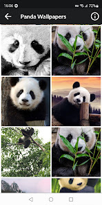 Screenshot 11 Pandas Fondos de Pantalla android
