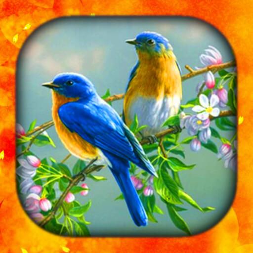Birds Wallpaper Live 3D/HD/4K logo