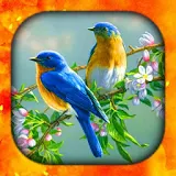 Birds Live Wallpapers HD/4K icon