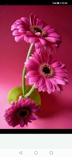 Daisy Flower Galleries