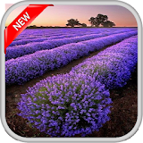 Lavender Live Wallpapers icon